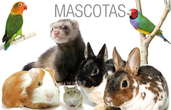 OTRAS MASCOTAS