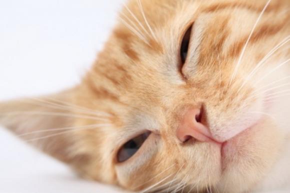 GATITOS