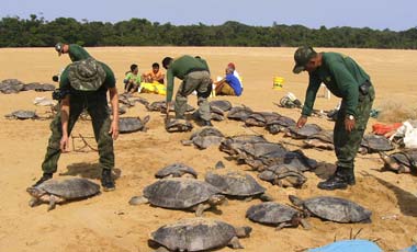 Brasil rescata a más de 300 tortugas del Amazonas